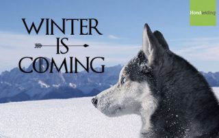 winter-is-coming-hond
