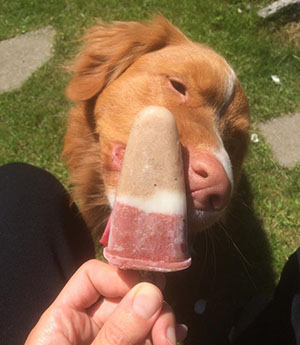 nauwelijks Boek veerboot Maak een ijsje voor je hond - Hondleiding