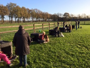 puppycursus foto puppycursus foto