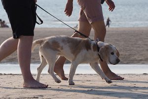 hond op strand