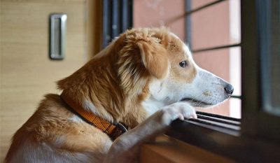 hengel Wens stap in Kans op verlatingsangst hond na corona-crisis - Hondleiding