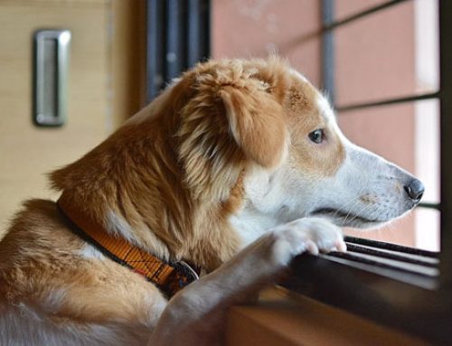 Kans op verlatingsangst hond na corona-crisis