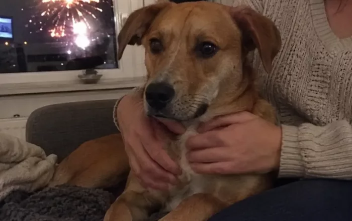 vuurwerk angst hond